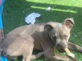 Frug boy
