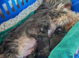 Pure Yorkshire terrier puppy