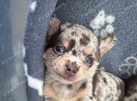 Beautiful Chihuahua Puppies