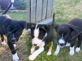 3 beautiful border collie girlies left