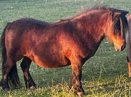 Spsbs bay mare
