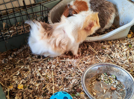 Guinea Pig Youngsters