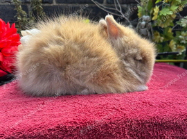 Lionhead Baby Bunnies