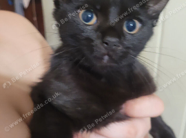 Kittens for sale