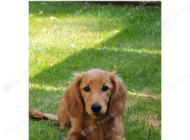 Long Haired Miniature Dachshund