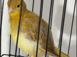 Cinnamon canary