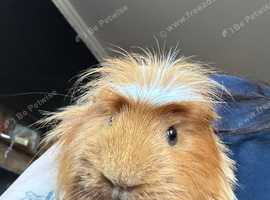 Male Coronet Guinea Pig