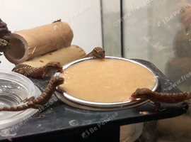 Mourning geckos