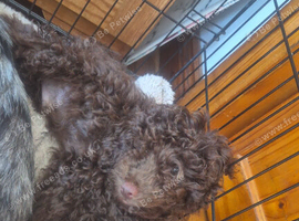 Miniature poodle puppys