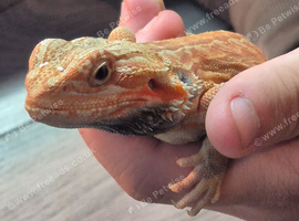 hypo orange trans leatherback bearded dragon
