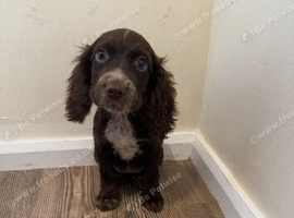 Cocker spaniels