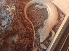 Skink rehome