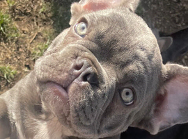 French bulldog boy