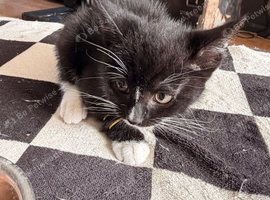 5 female kittens available immediately