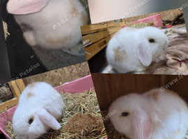 Mini lop male