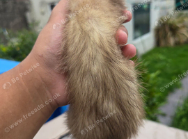 3 lovely ferret for sale