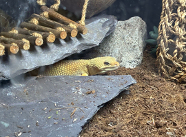 Leopard Gecko