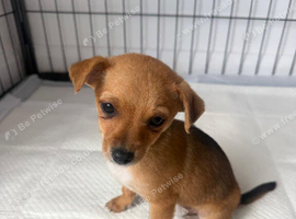 1 LEFT Norfolk terrier x Pomeranian