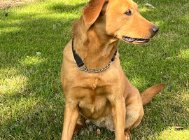 Labrador