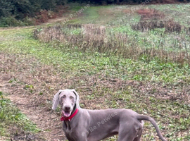 7 and half month old Weimaraner