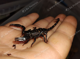 Forest scorpions