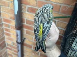 Canary Hen 2024