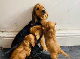 F1 cockapoo puppies ready to leave