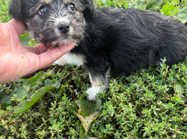 jack russel pups
