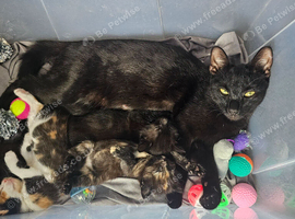 Kittens ready to be rehomed