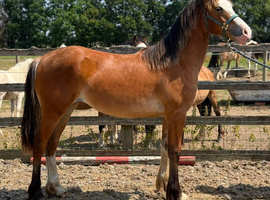 Welsh d yearling filly
