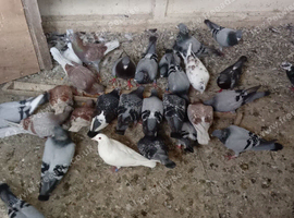 Free race pigeons