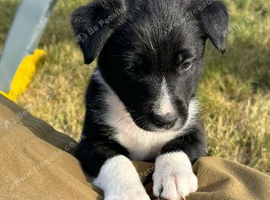 Collie puppies