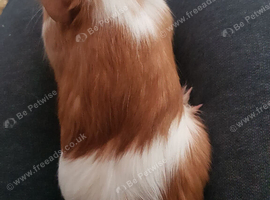 3 Female Guinea pigs for sale