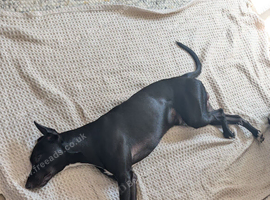 Sighthound/Whippet Cross Looking for Loving Home