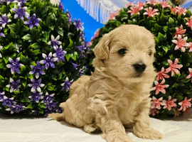 Maltipoo puppies for sale