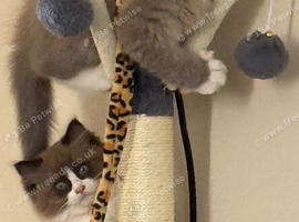 Adorable mink ragdoll kittens