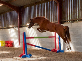 Fun showjumping  all rounder