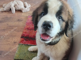 Fab looking Saint bernard girl 10 weeks