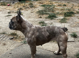Dw kc registered French bulldog (female)
