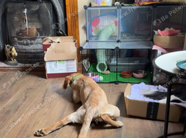 Lab pup bitch