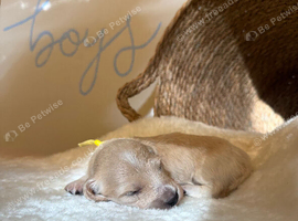 KC Reg Longhair Cream Miniature Dachshunds