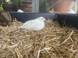 BOBWHITE QUAIL - White