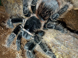 Female Salmon Pink Birdeater and full set up