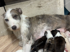 Lurcher cross saluki puppies