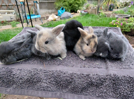 Beautiful mini lops