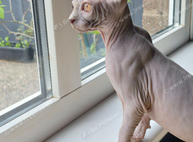 Sphynx kittens with 5 generation certificate