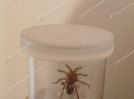 3cm Golden Blue Leg Tarantula