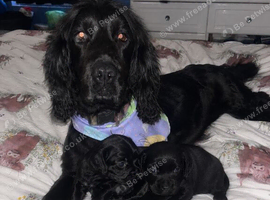 Two beautiful cocker spaniel girl
