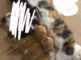 kitten