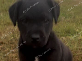 Patterdale x Lakeland